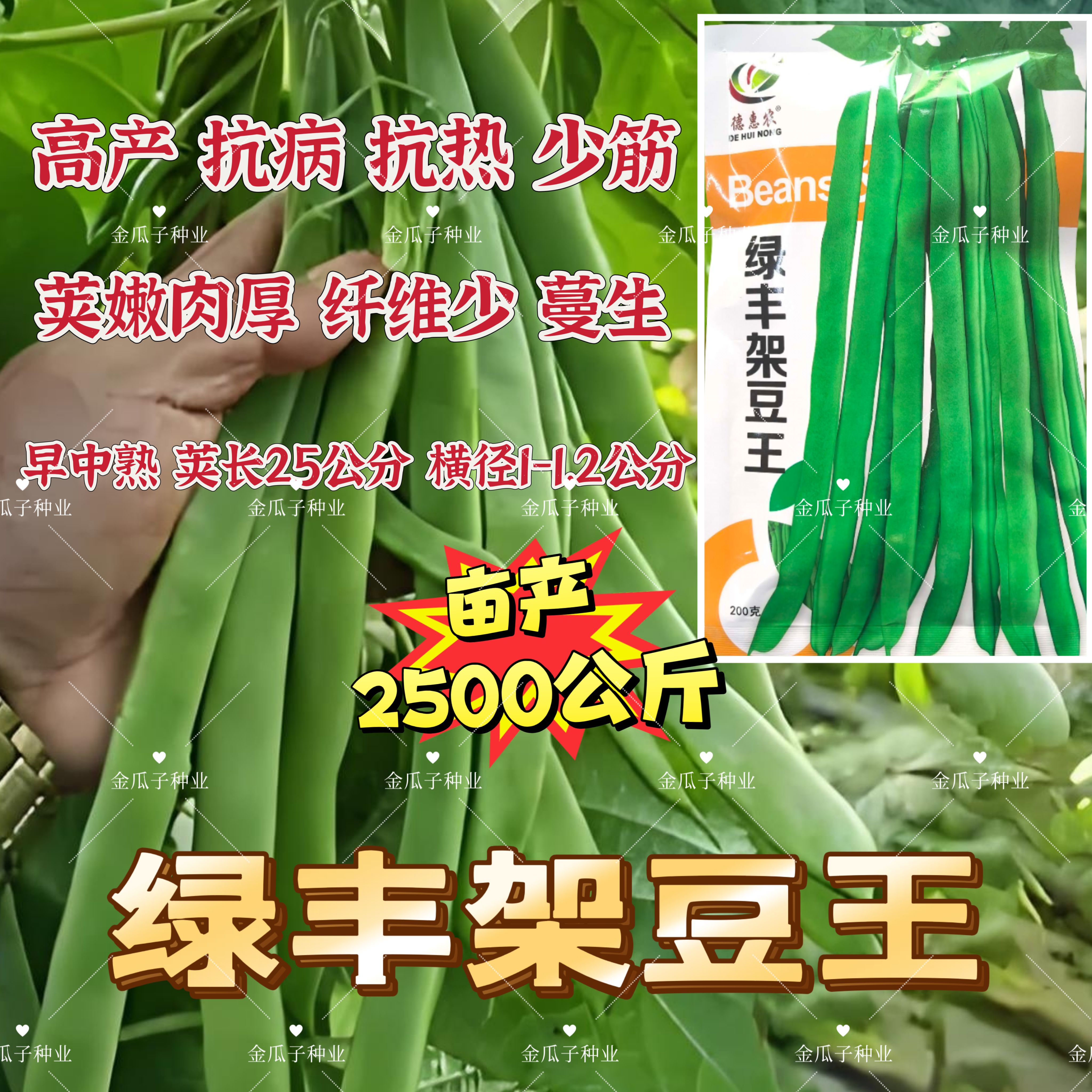 绿丰架豆王种子抗热豆荚少筋荚嫩肉厚纤维少早中熟架豆种子嫩荚绿