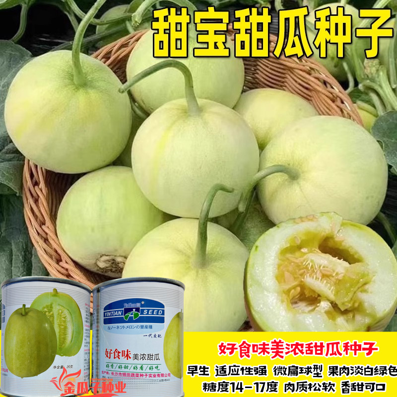 甜宝甜瓜薄皮抗病高产高糖扁球型
