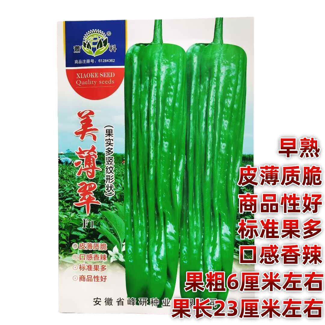 美薄翠泡椒种子早熟马嘴型辣椒种子灯笼薄皮辣椒大果果色亮绿中辣