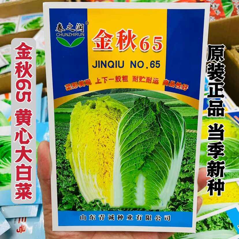 金秋65大白菜种子秋季播种高产抗病耐寒金黄心大白菜蔬菜种籽