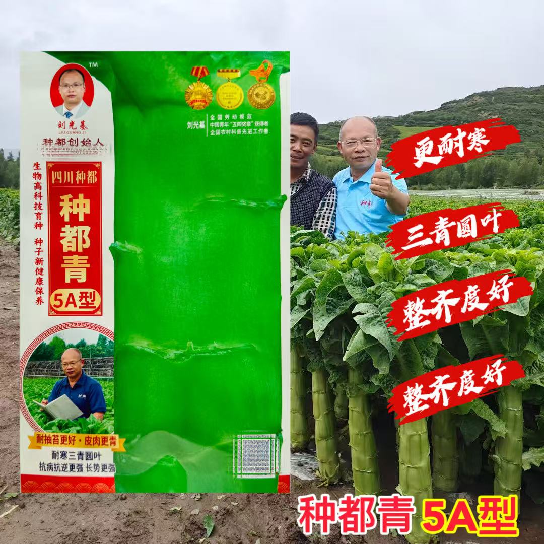 种都青5A型经典三青莴笋种子三青浓香粗棒高产耐寒抗病强大田种