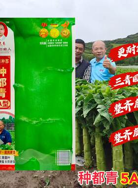 种都青5A型经典三青莴笋种子三青浓香粗棒高产耐寒抗病强大田种