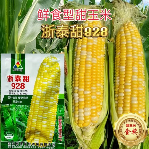 超甜水果玉米种子浙泰甜928双色水果玉米甜玉米种子生吃脆甜无渣