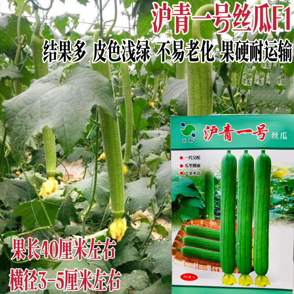 沪青一号丝瓜种子早熟长丝瓜种籽节节有瓜微皱转批快蔬菜种籽孑
