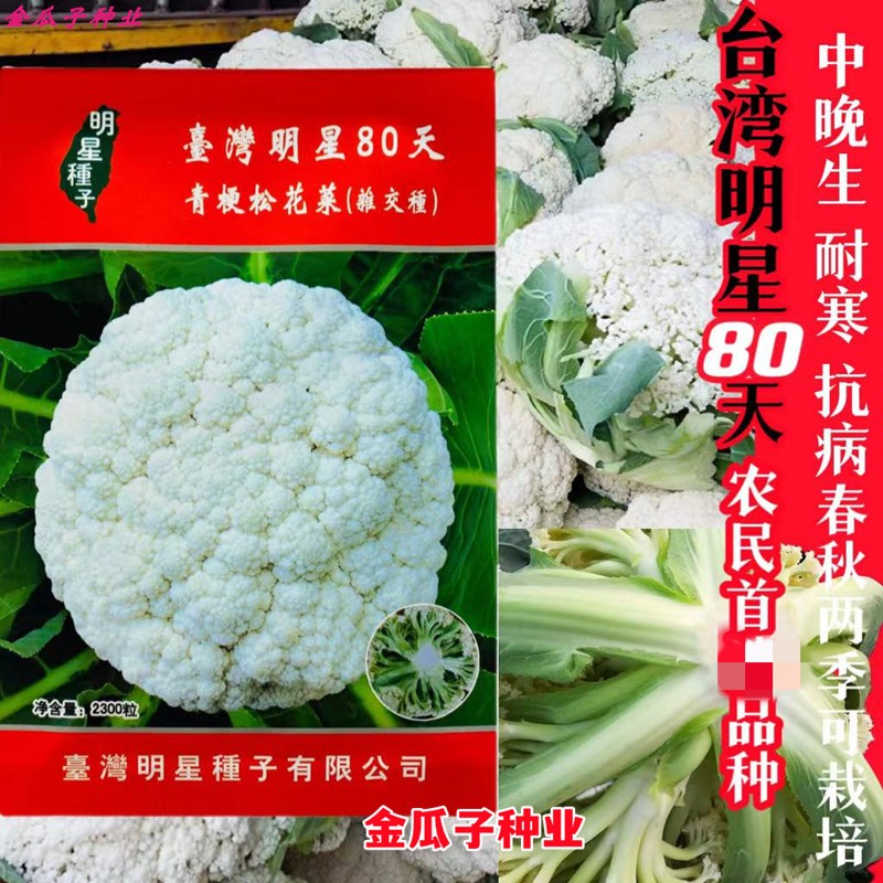 80天青梗花菜种子耐寒高产抗病