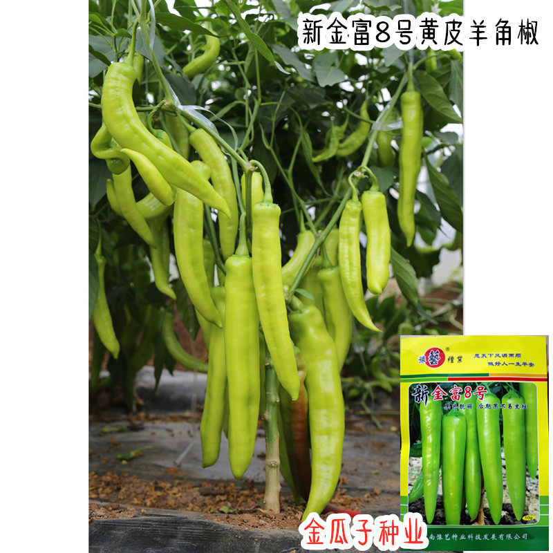 新金富8号黄皮羊角青椒种子