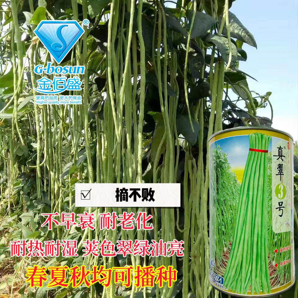 真翠3号豇豆早熟肉厚高产耐热