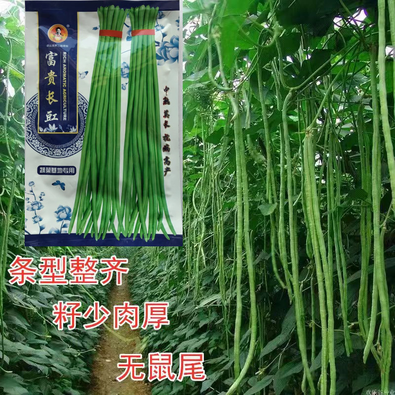 富贵长豇豆种子早中熟荚长顺直嫩绿肉厚不鼓籽长豆角大田用孑耐寒