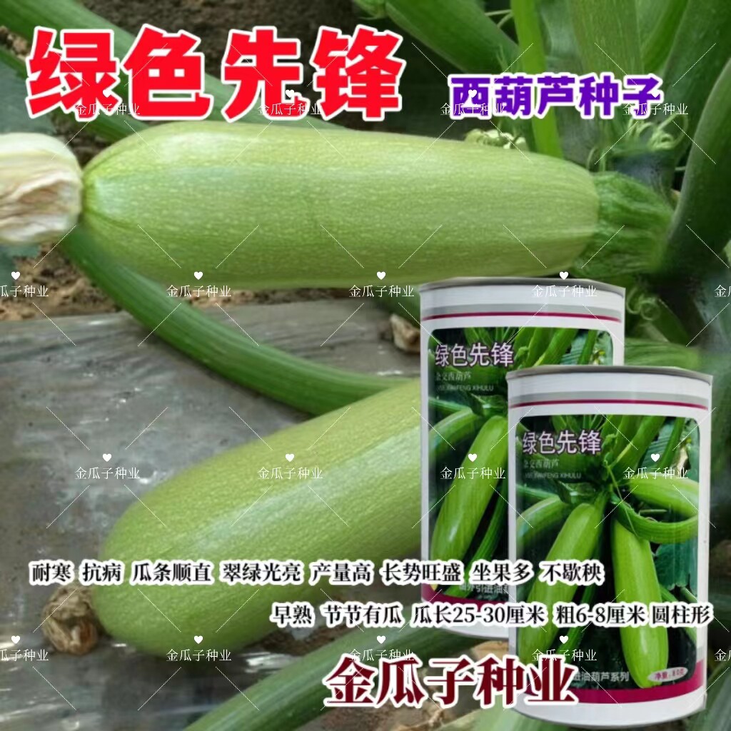 绿色先锋西葫芦种子占瓜春秋冬季种植孑高产易种盆栽茭瓜种菜种籽