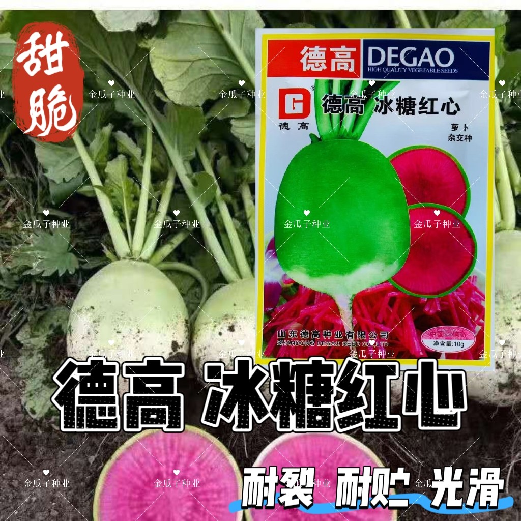 德高冰糖红心满堂红心里美萝卜种籽肉质全红不易裂皮红心萝卜种子