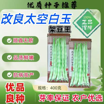 改良太空白玉架豆种子中熟蔓生高产芸豆种籽高抗病圆棍形肉厚豆角