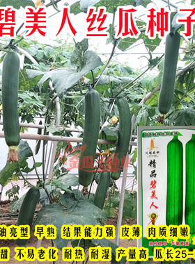 川塔农科精品碧美人丝瓜种子果皮油亮深绿色皮薄肉细嫩长25-35cm