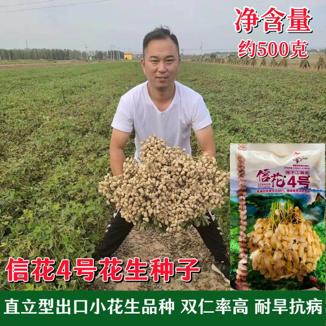 信研信花4号花生种子手工脱壳大田高产大粒花生长果籽早熟不落果