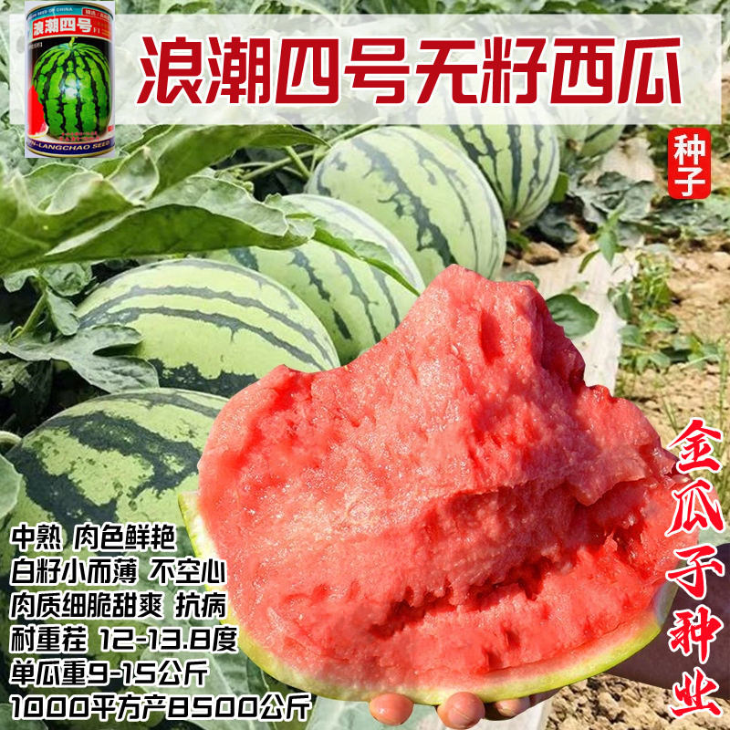 浪潮四号西瓜红瓤三倍体无籽中熟
