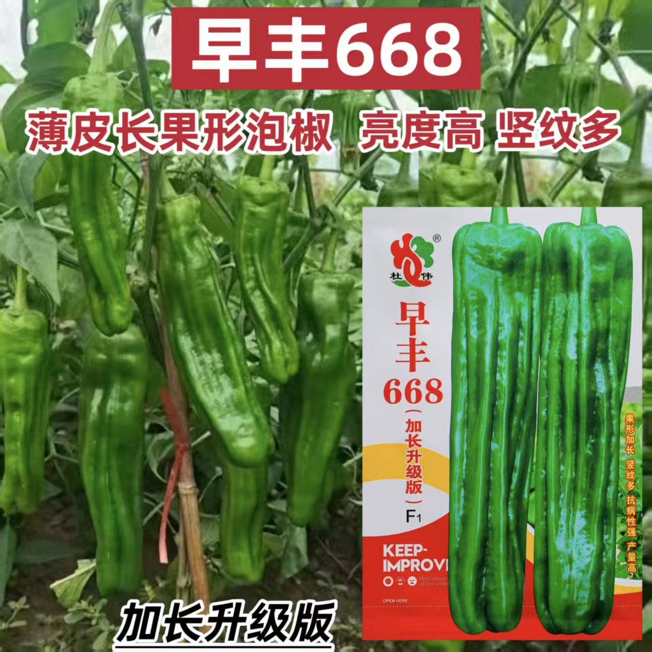 早丰668薄皮泡椒种子早中熟加长型薄皮椒种籽扛倒抗病抗高温高产
