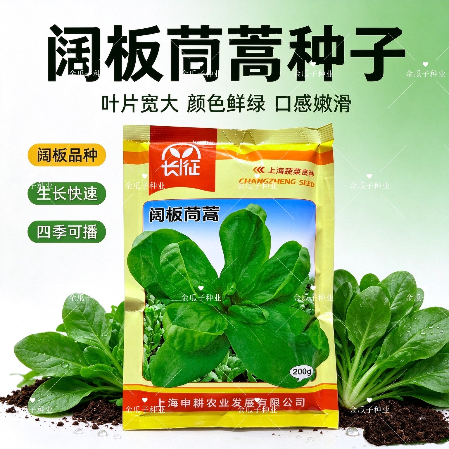 大板叶茼蒿种子 长征阔板大叶茼蒿耐热耐寒春夏秋季蔬菜种子籽孑