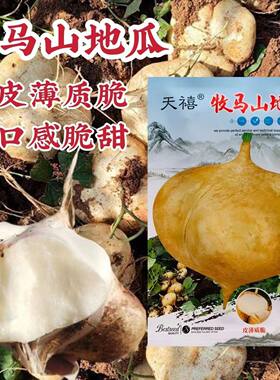 天禧牧马山地瓜种子凉薯种子葛薯豆薯沙葛种子皮薄脆甜地瓜种籽