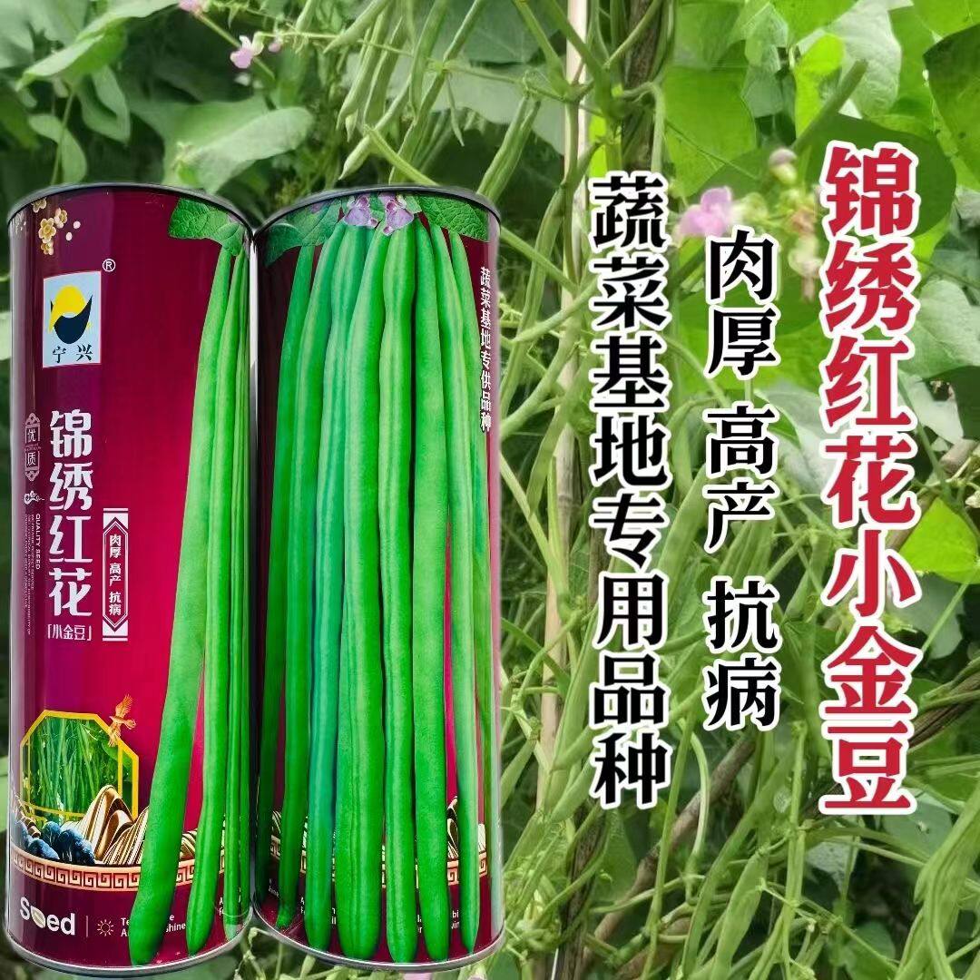 锦绣红花小金豆无筋耐老厚肉高产