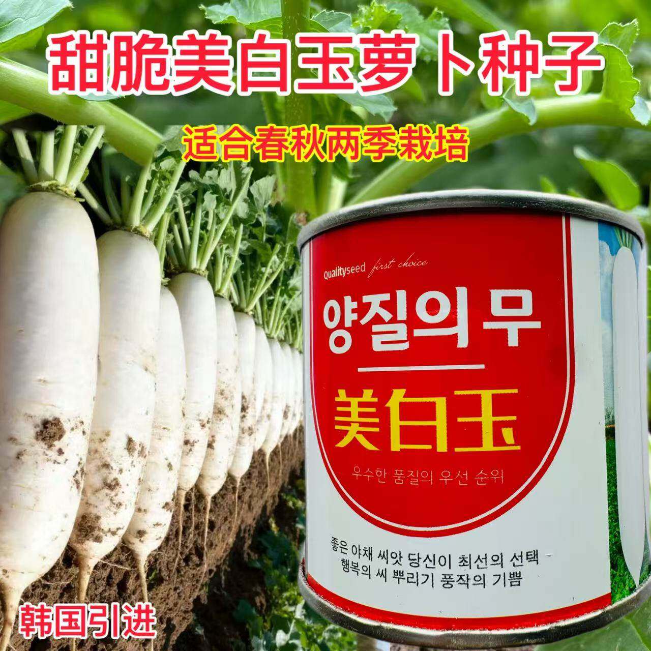 美白玉萝卜种子早春白皮萝卜种籽肉厚味甜耐贮运白萝卜种籽春秋播