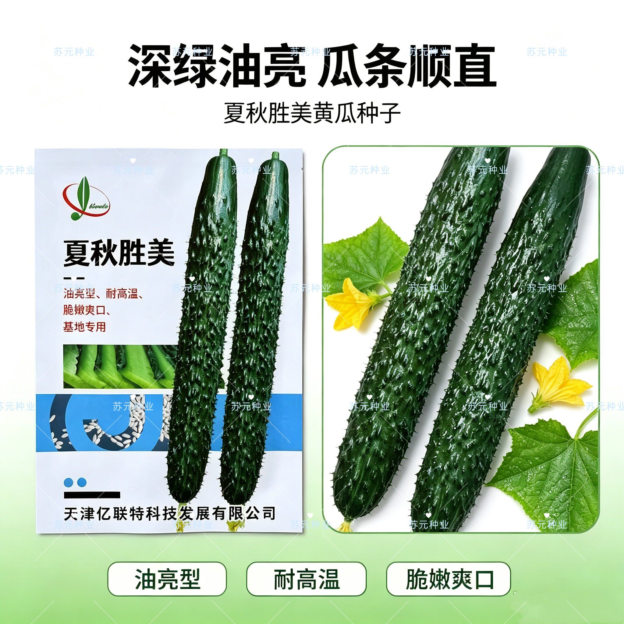 夏秋胜美耐高温黄瓜种子 绿皮绿瓤油亮高产抗热抗病 农家夏秋播种