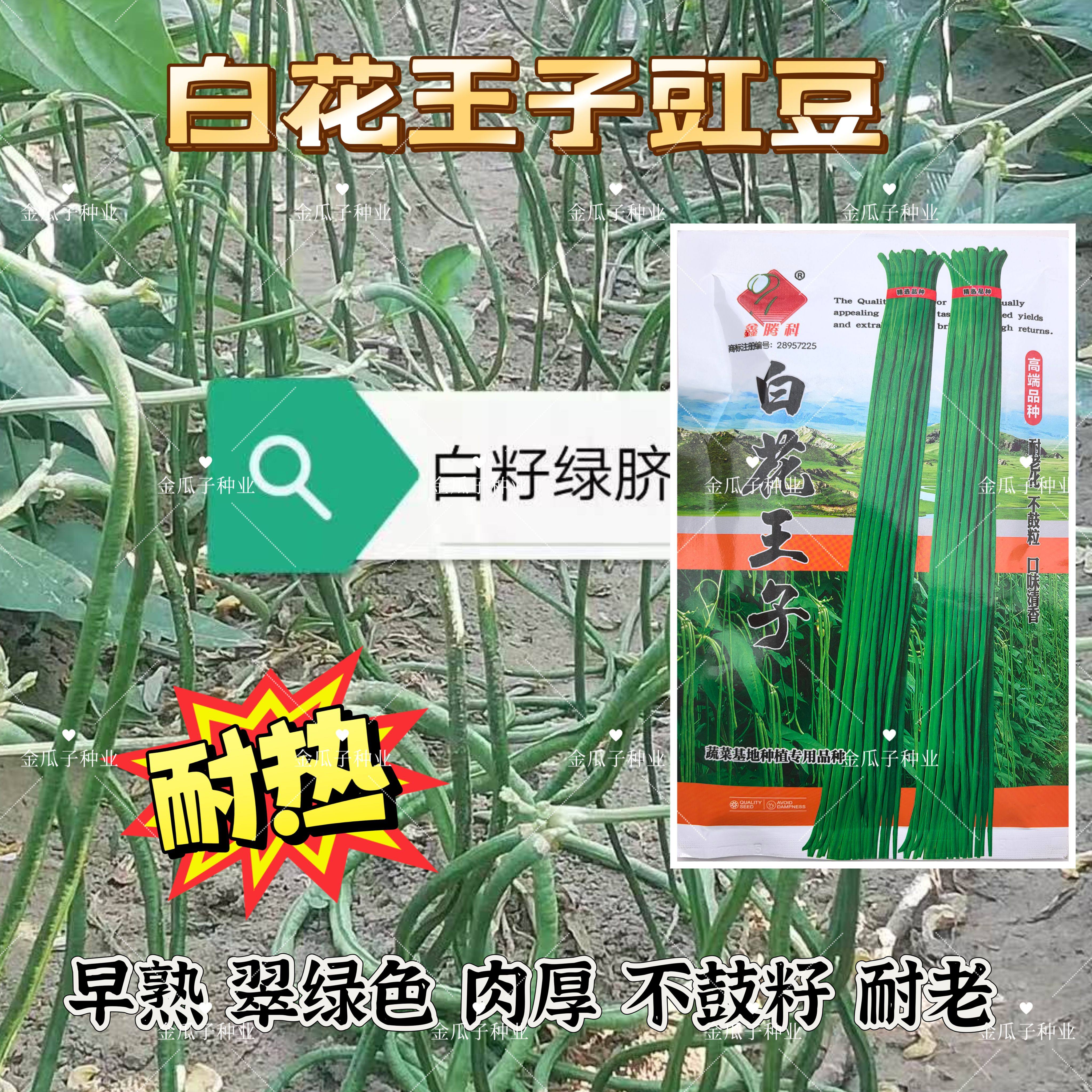 白花王子长豆角种子高产荚长肉厚质嫩豇豆种籽孑荚不易老化不鼓籽