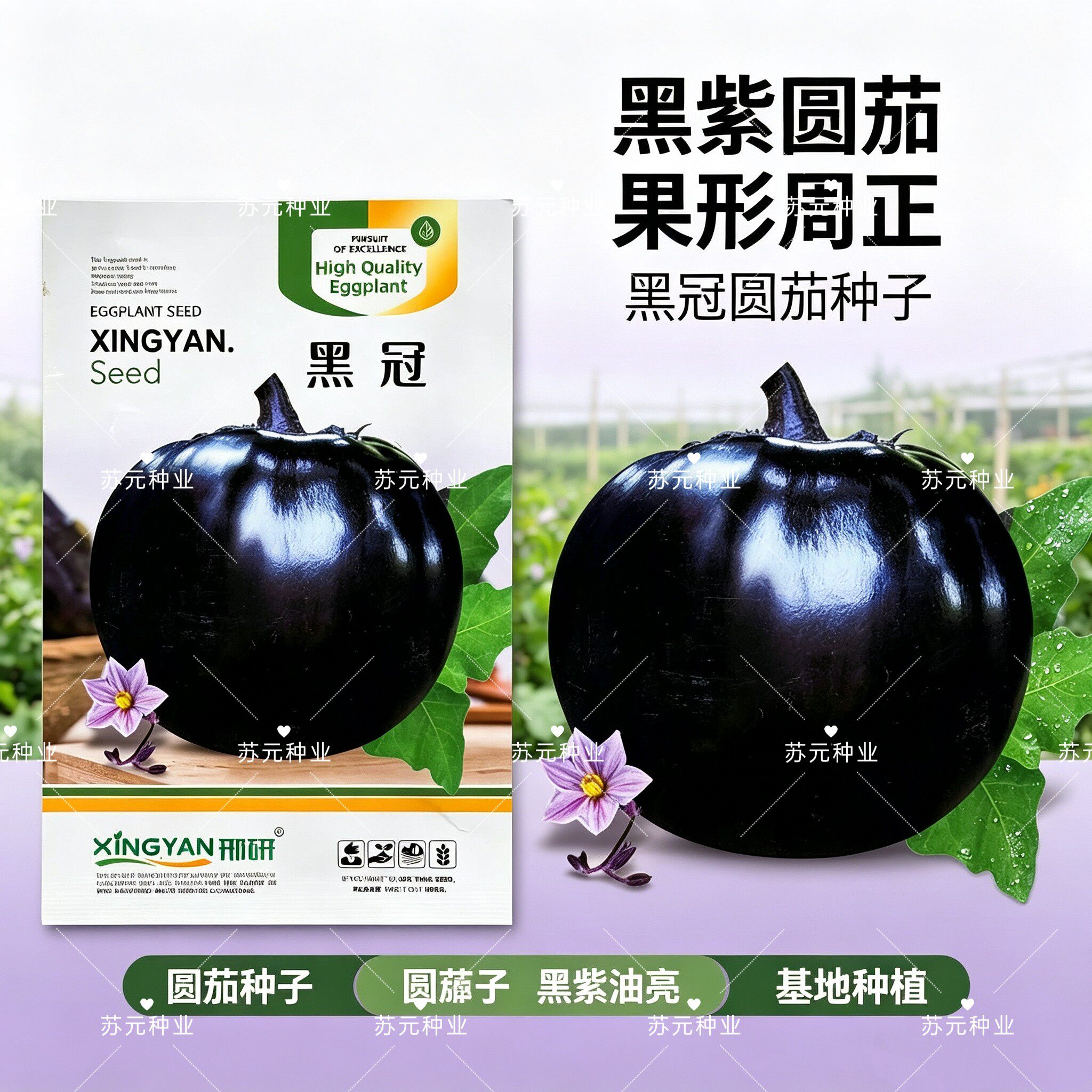 形研黑冠茄子种子早熟紫黑圆茄籽脐小黑亮光浅绿肉采收期长黑圆茄