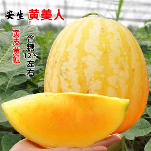 安生黄美人西瓜种苗/种籽特色黄皮黄瓤大早熟高产春季四季种苗