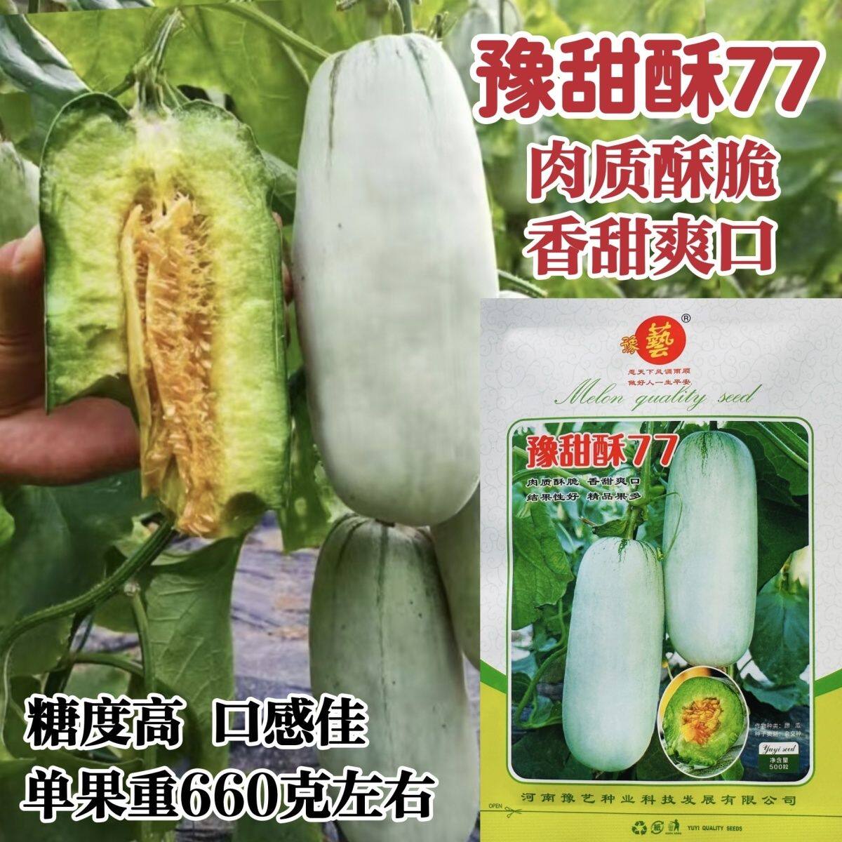 豫艺精品甜瓜种子豫甜酥77甜瓜种子薄皮酥脆香甜糖度高短棒羊角酥