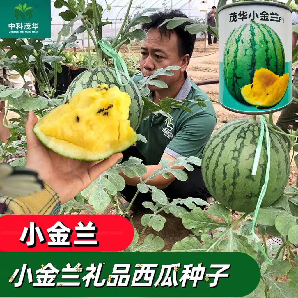茂华小金兰礼品西瓜种籽高产四季花皮超甜早熟黄肉超小凤瓜种子孑