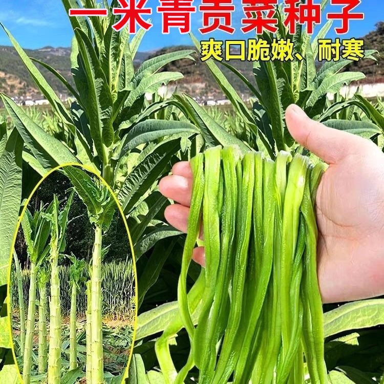 贡菜种子爽脆耐寒耐热响菜山蛰菜四季播正宗贡菜新鲜蔬菜四季种子
