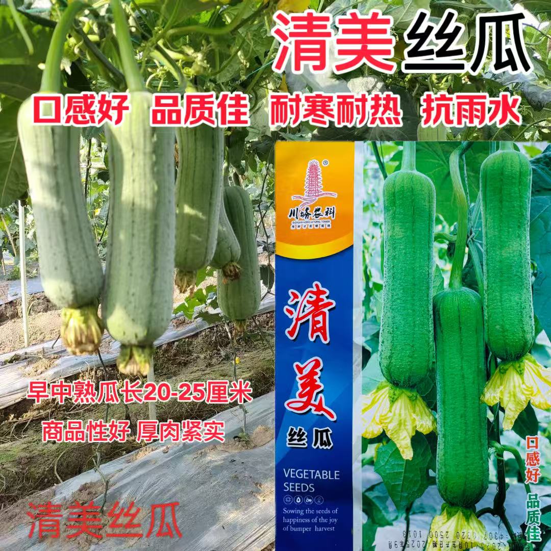 清美丝瓜种子中早熟厚肉丝瓜种籽高产抗病连续坐果力强春秋丝瓜种