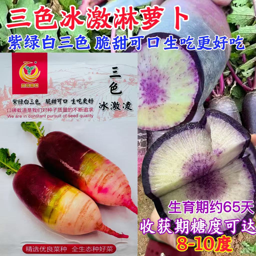 三色冰激凌水果萝卜种子甜脆可口紫绿白冰淇淋生食紫红心萝卜种籽