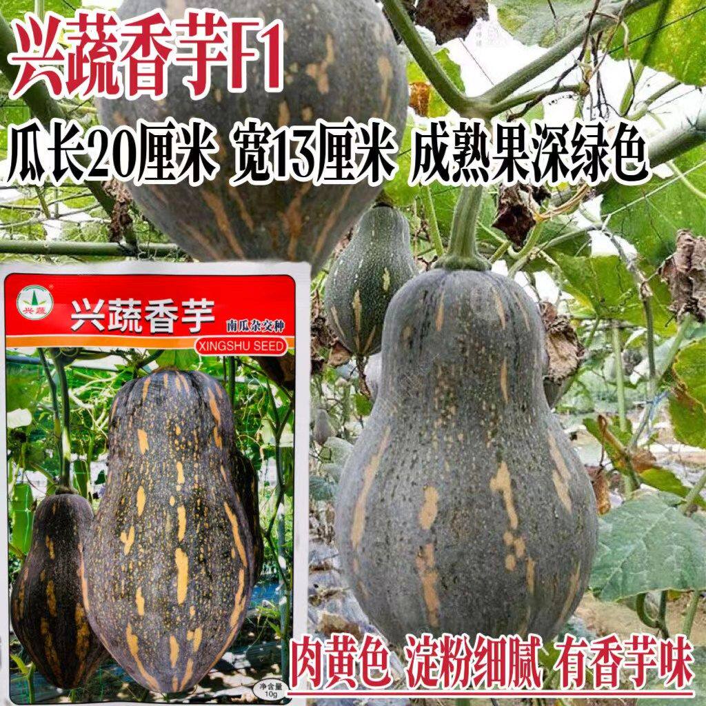 香芋南瓜种子香面甜高品质瓜种子果肉橙黄粉糯香芋味南瓜种籽