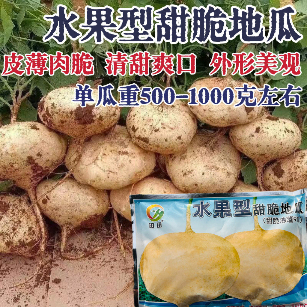水果型甜脆地瓜凉薯种子水果地瓜种籽白瓤香甜早熟春夏季高产地瓜