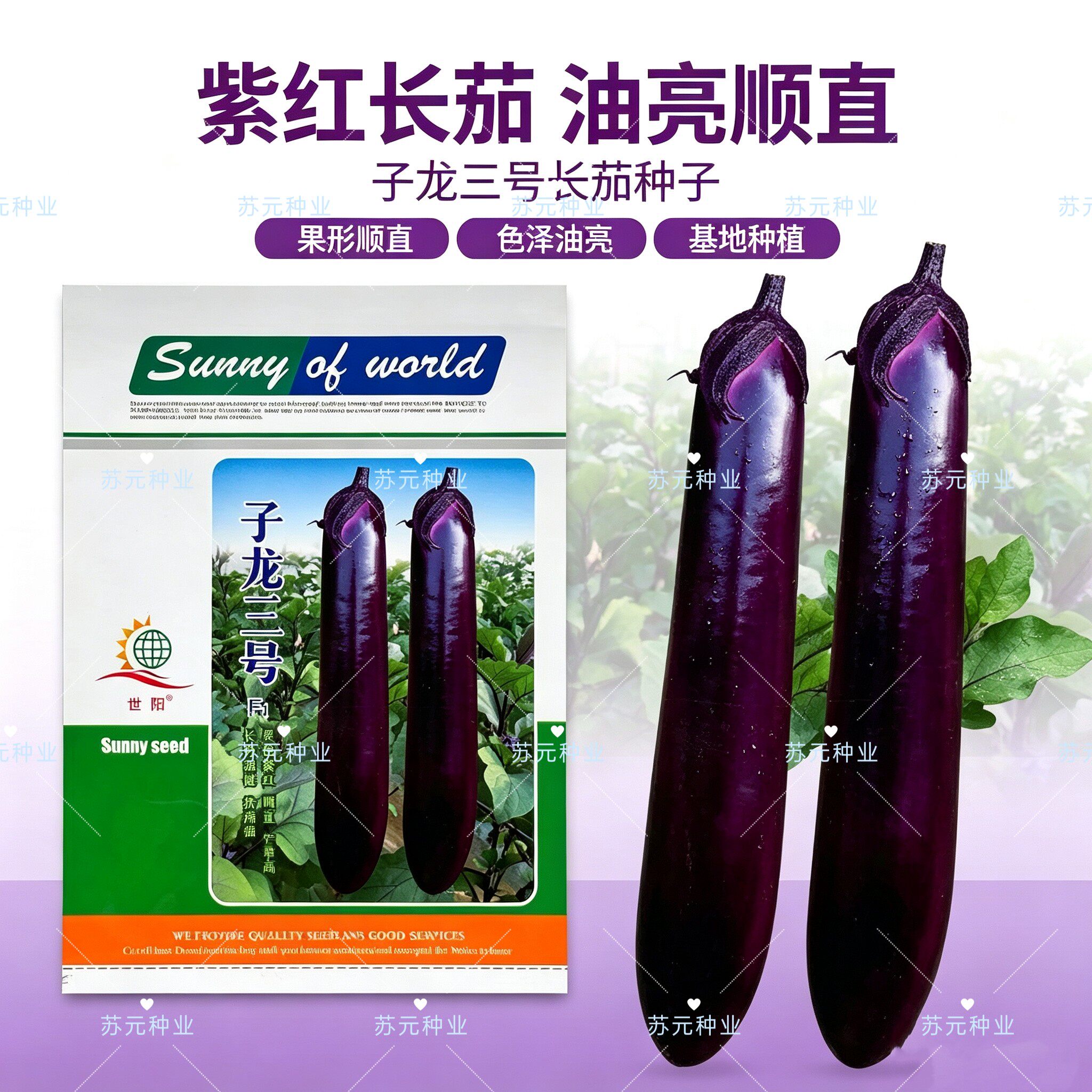 子龙三号紫红长茄种子坐果能力强果实长棒型顺直美观耐寒耐热抗病