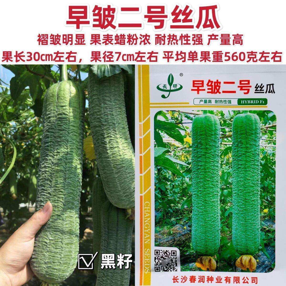 春润早邹二号皱皮丝瓜种子中早熟长棒型丝瓜种子皮色深绿春秋种植