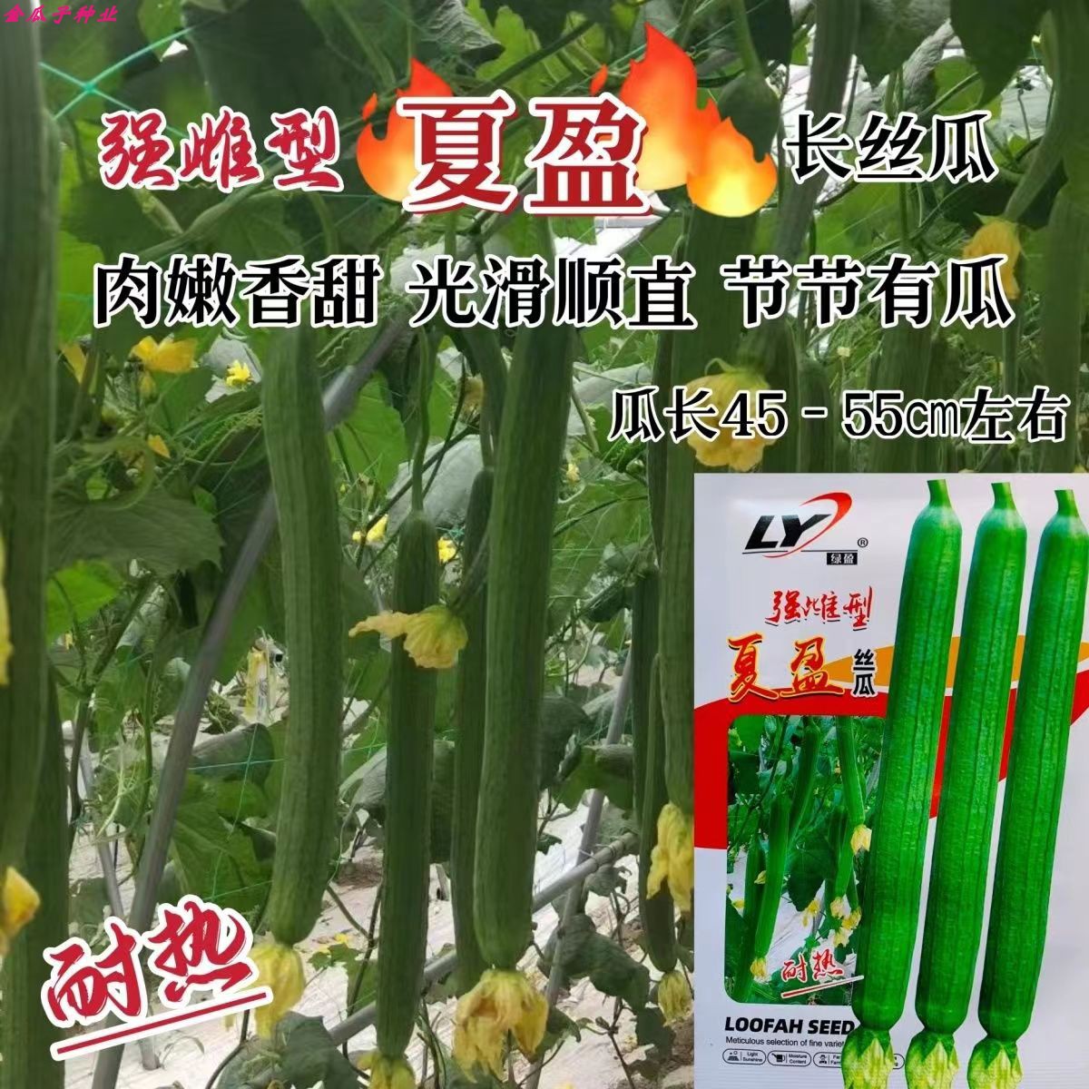 夏盈丝瓜强雌型特长早熟耐热