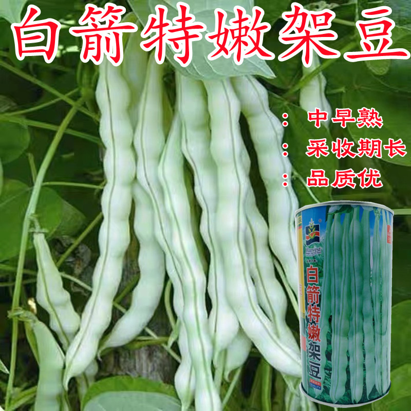 白箭特嫩架豆早熟高产耐热耐老