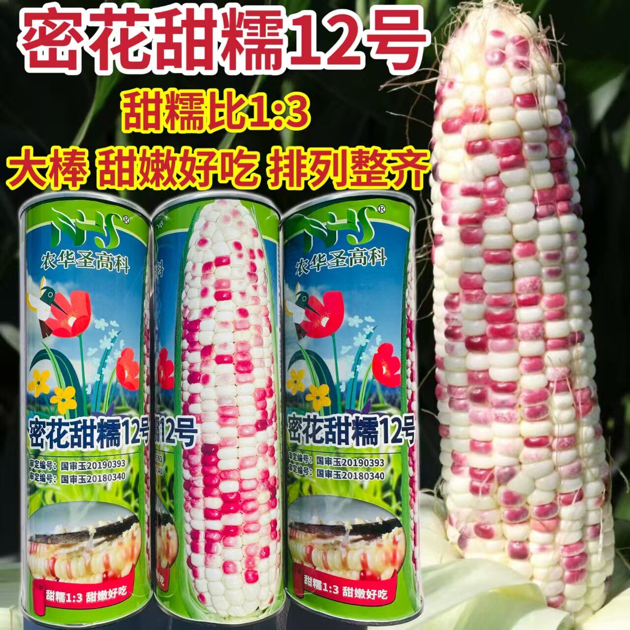 蜜花甜糯12号彩甜糯玉米种子鲜食杂交香甜糯玉米种籽大棒型大田孑