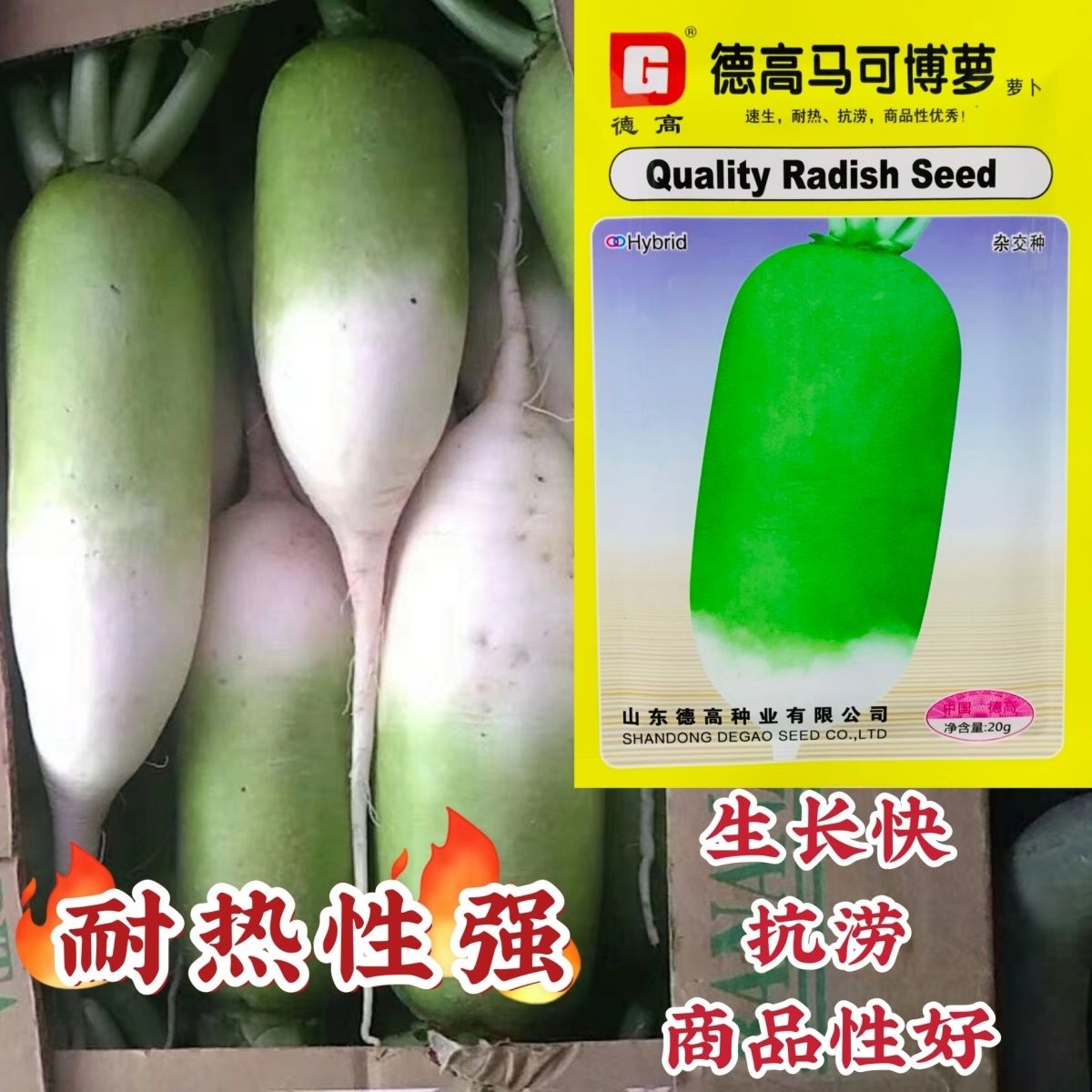 萝卜种子马可博萝耐热萝卜种子抗涝速生青头萝卜种子夏秋罗卜