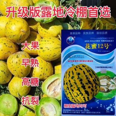 花蜜12号甜瓜种子金黄皮黑豹点绿瓤甜美多汁香瓜籽露地冷棚可播种