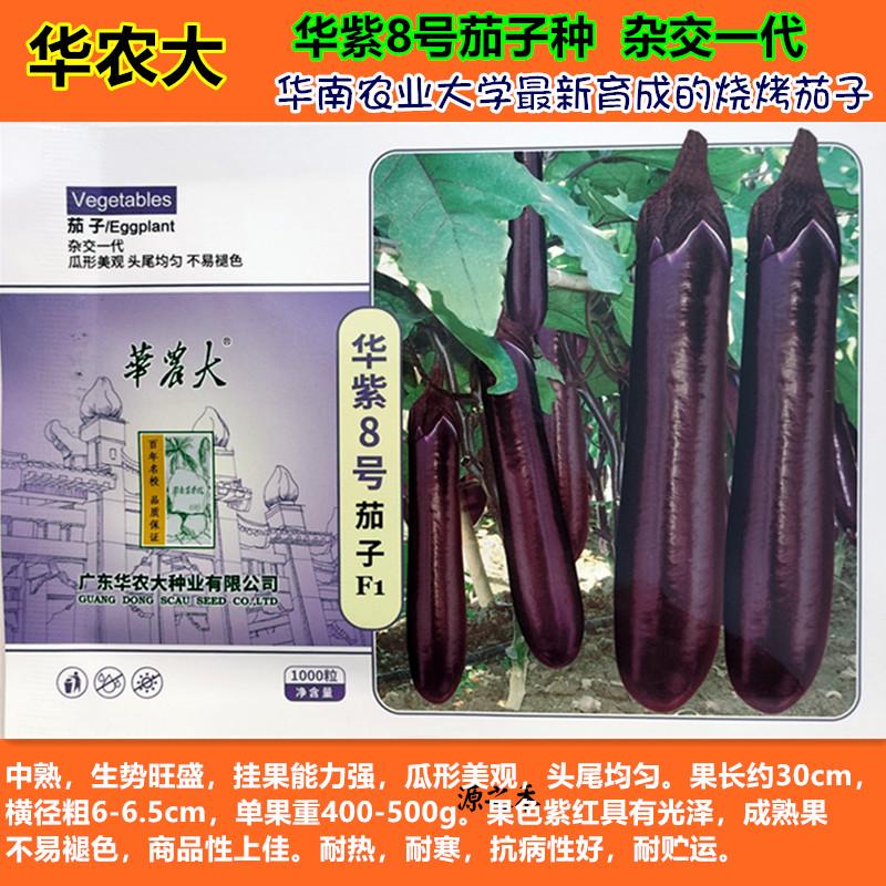 华农种子 华紫8号茄子种子紫红烧烤茄子头尾均匀不易褪色春秋种孑