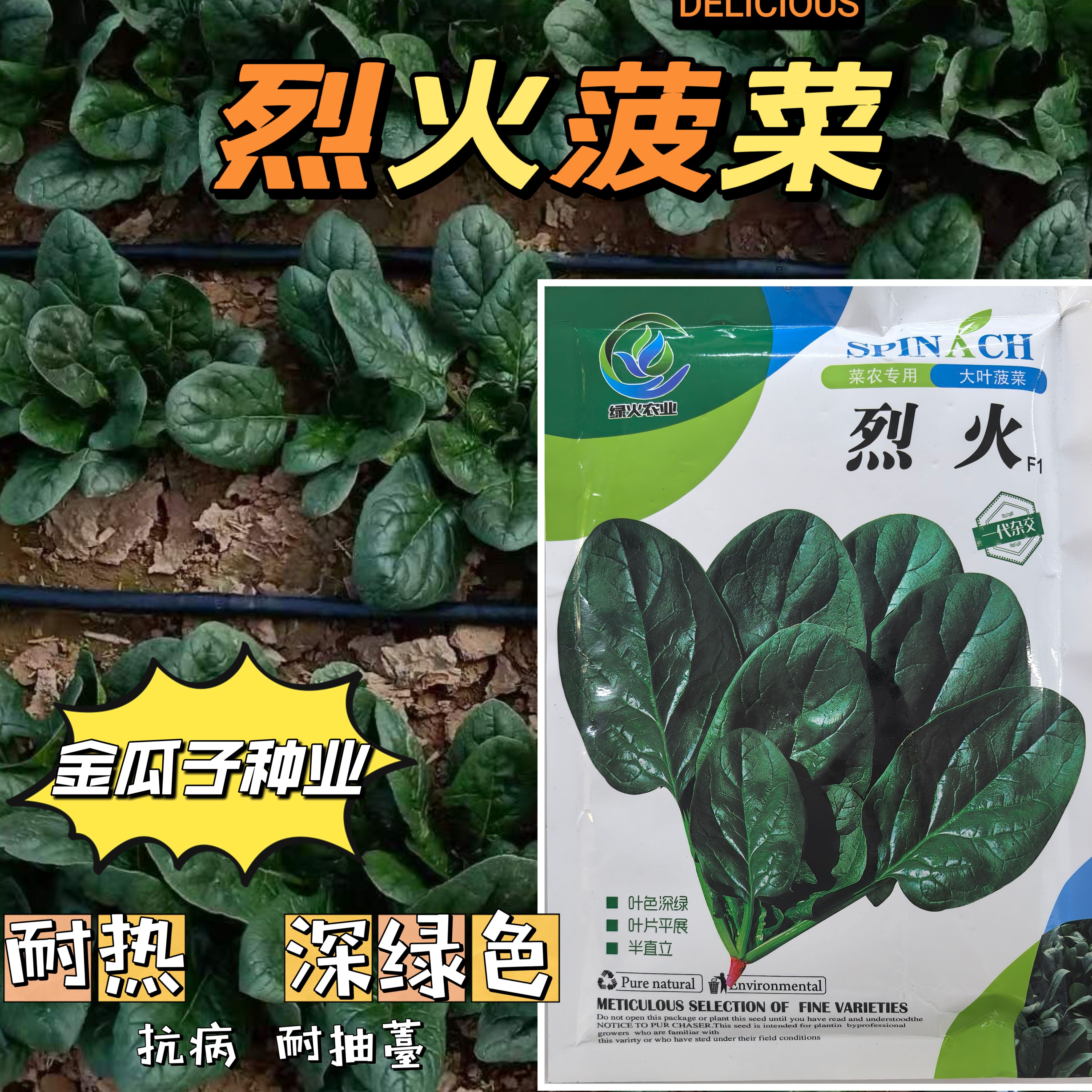 烈火菠菜种子夏季耐热大叶菠菜种籽叶片肥厚深绿抗病耐抽苔蔬菜籽