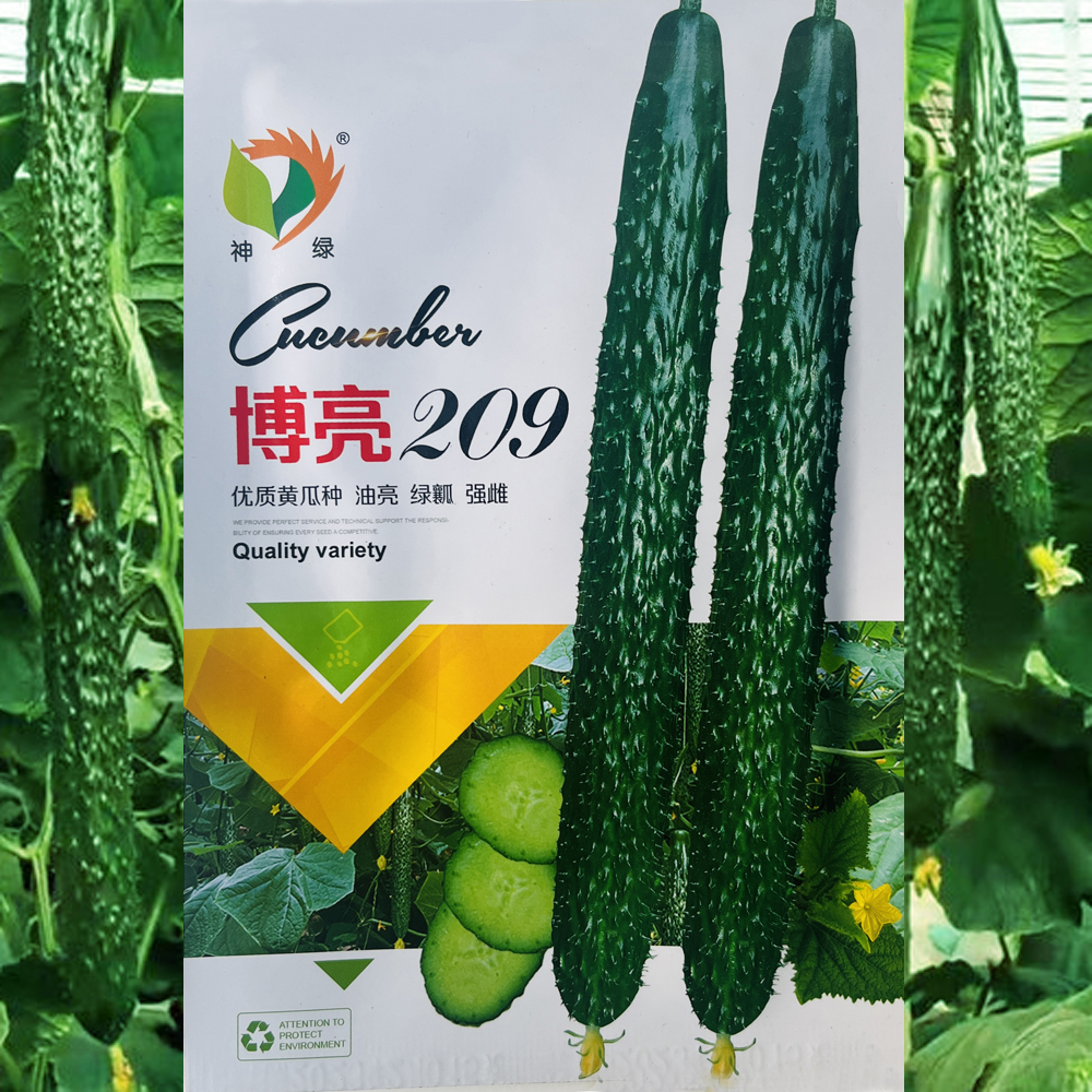 博亮209黄瓜脆甜高产抗病绿瓤