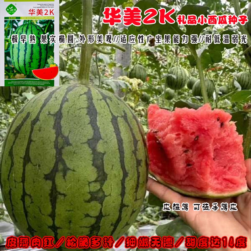 华美2k西瓜种子南北方阳台盆栽种籽薄皮超甜西瓜春季四季早熟瓜果