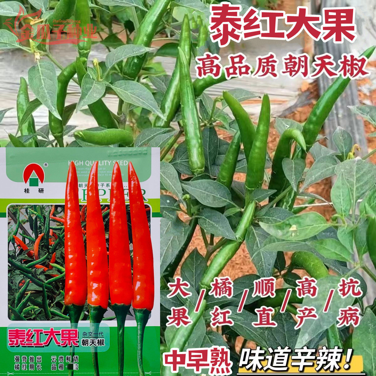 泰红朝天椒种子大果型单生朝天辣椒种子泰国新引进适应广皮薄肉厚
