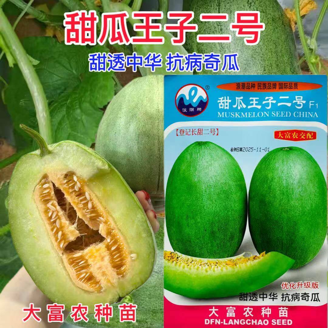 浪潮牌甜瓜王子二号甜瓜种子中早熟长椭圆形香瓜种籽抗病耐重茬孑