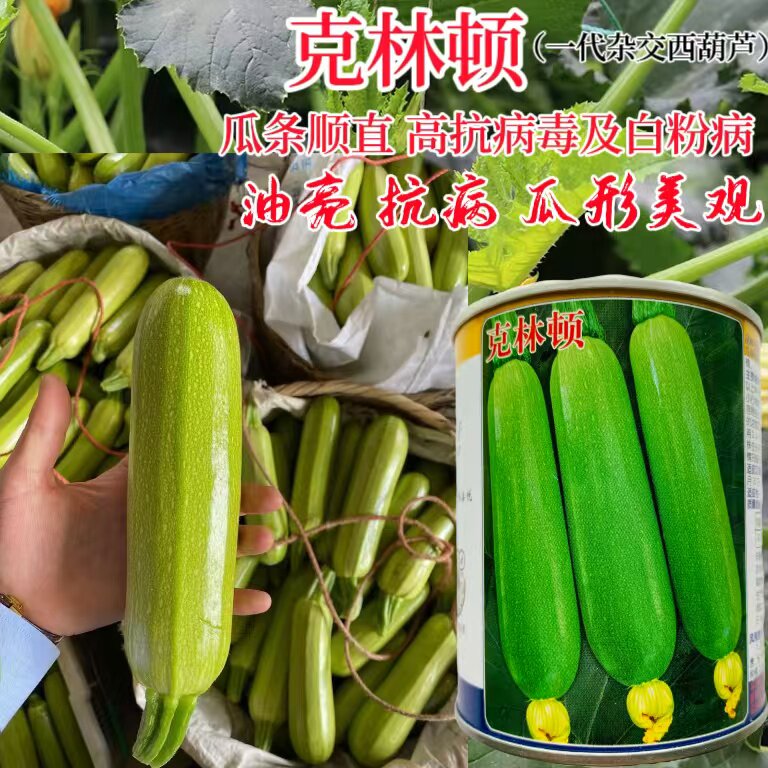克林顿西葫芦种子中早熟高产翠绿油亮长棒形耐低温丰产抗病大田孑