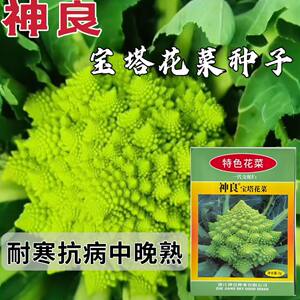 神良宝塔花椰菜种子绿色菜花种籽耐寒抗病产量高送花菜大田基地