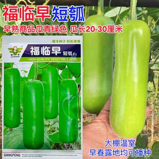 福临早瓠子瓜种籽 户子护子瓜 蒲瓜种子短瓠瓜种子早春蔬菜高产